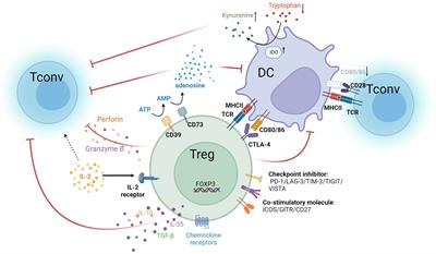 Targeting tumor-infiltrating tregs for improved antitumor responses